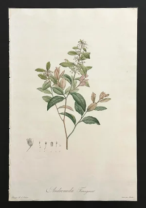 French Botanical Print 'Andromeda Ferrugineal' of Le Jardin De Malmaison, Pierre Joseph Redouté