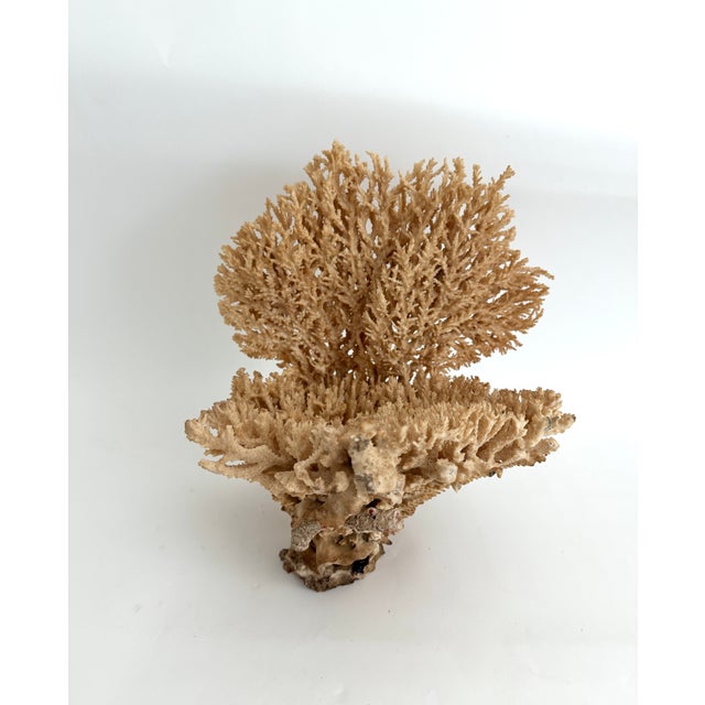 1990s Rare Table Coral Sculpture For Sale - Image 5 of 8