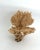 1990s Rare Table Coral Sculpture For Sale - Image 5 of 8