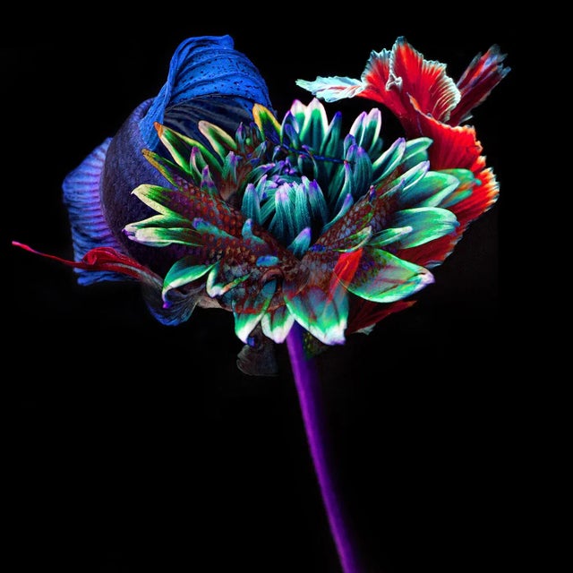 "Kaleidoscope 13" Contemporary Botanical and Fish Color Photograph For Sale