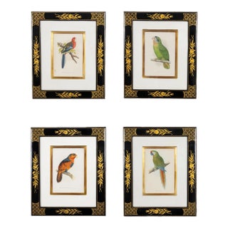 Mid 19th Century Parrot Engravings by Alexander Francis Lydon, Framed - Set of 4 For Sale