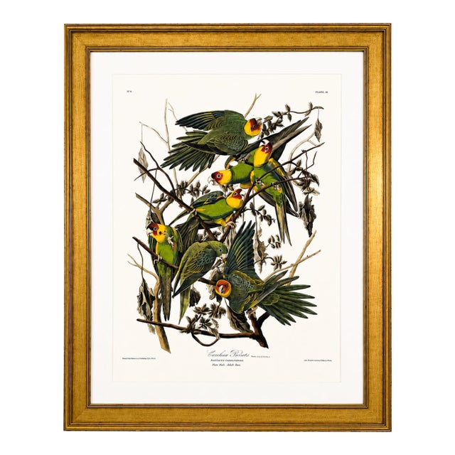 Carolina Parrots – Princeton Audubon Limited Edition After John James Audubon – Large Framed Print For Sale