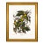 Carolina Parrots – Princeton Audubon Limited Edition After John James Audubon – Large Framed Print For Sale