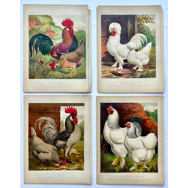 Late 19th Century Poultry Print Collection: Leghorns, Sultan, Andalusians & Brahmas - Set of 4 Chromolithographs For Sale - Image 6 of 6