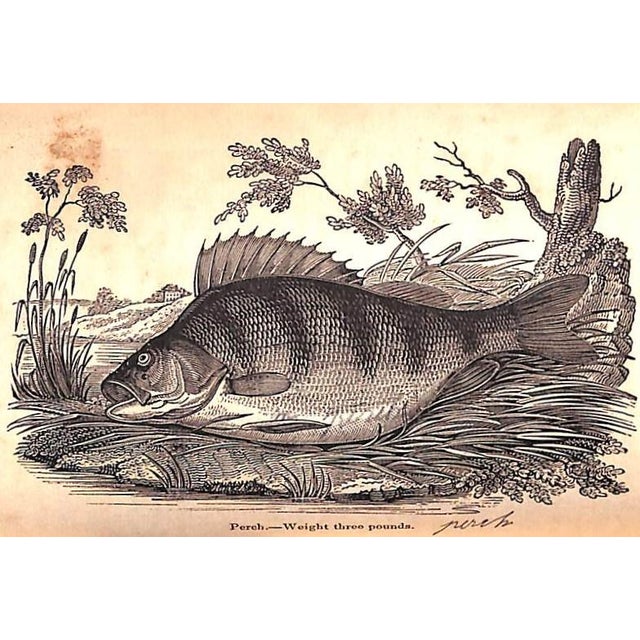 "The Angler's Guide on the Art of Angling" Book 1833 Salter, T.F. Esq For Sale In New York - Image 6 of 10