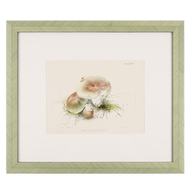 Pair of Colored Prints of Mushrooms by Anna Maria Hussey, 1847 For Sale - Image 10 of 12
