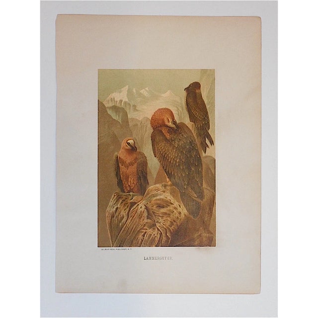 These 19th-Century chromlithographs (each color laid in with a separate lithographic stone) printed in America depict many...