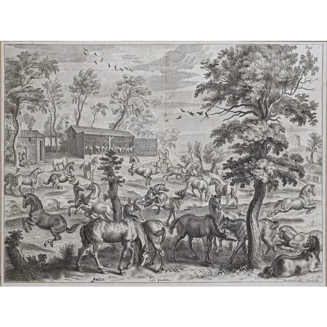 18th Century 18th Century Equestrian Horsemanship Engravings Framed - A Pair For Sale - Image 5 of 10