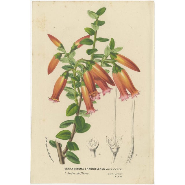 Van Houtte, Coral Drops, Prairie Gentian, Monkey Orchid, Bellflower, 1875, Prints, Set of 4 For Sale - Image 5 of 7