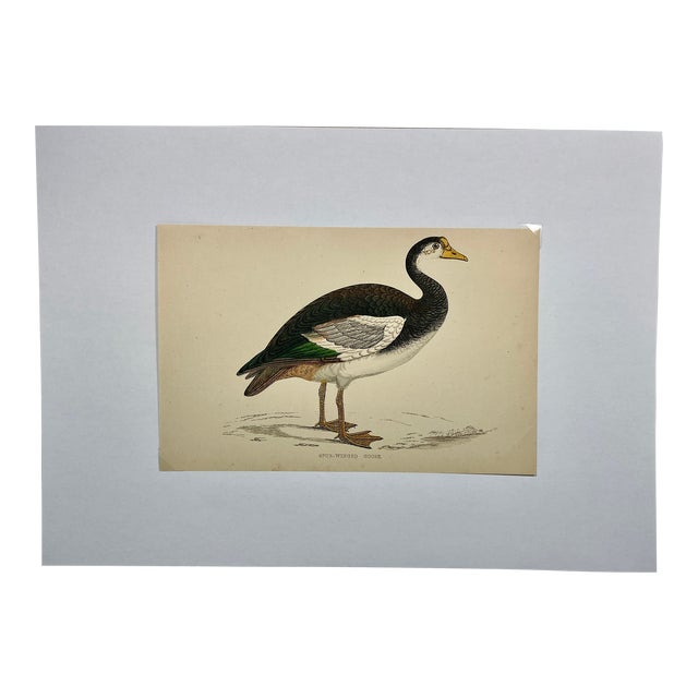 Antique Hand Tinted Bird Print Featuring a Spur-Winged Goose - Circa 1880 For Sale