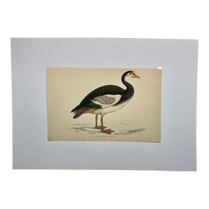 Antique Hand Tinted Bird Print Featuring a Spur-Winged Goose - Circa 1880