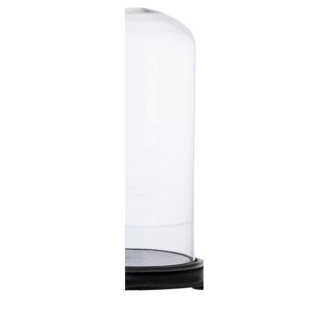 Glass Crystal Glass Dome, 19th Century For Sale - Image 7 of 8