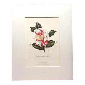 Vintage Lila Moore Keen Flower Print in 14x18 Mat: "Camellia Mary Belle Glennan"