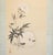 "Sleeping Cat and Peony Flower" by Shuto, Japanese Silk Scroll Watercolor Painting For Sale - Image 4 of 18