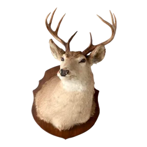 Antique Deer Mount