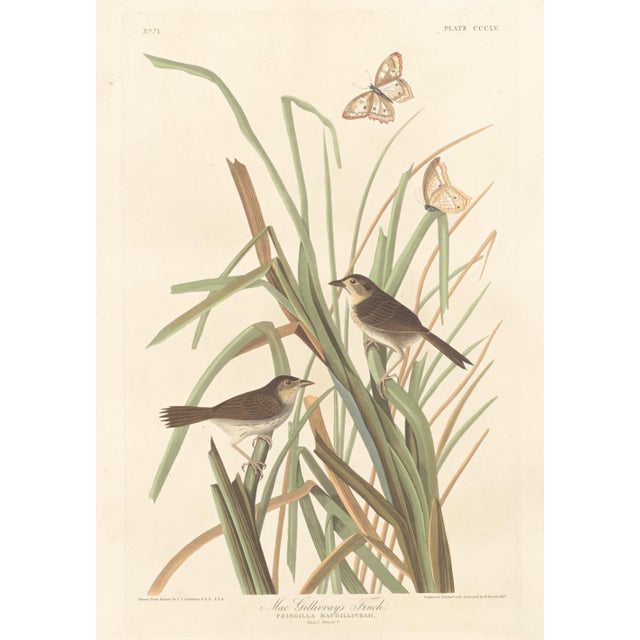 A remarkable collection of four double-sided vintage bird prints after John James Audubon, featuring eight celebrated...