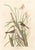 A remarkable collection of four double-sided vintage bird prints after John James Audubon, featuring eight celebrated...
