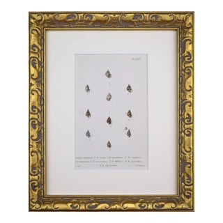 19th Century Antique Hand Colored English Shell Print by John Jeffreys 1869 For Sale