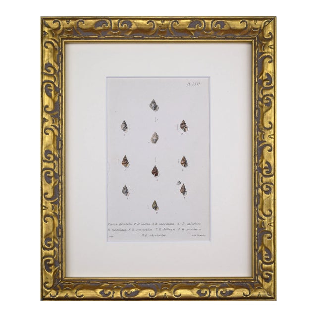 19th Century Antique Hand Colored English Shell Print by John Jeffreys 1869 For Sale