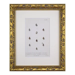 19th Century Antique Hand Colored English Shell Print by John Jeffreys 1869