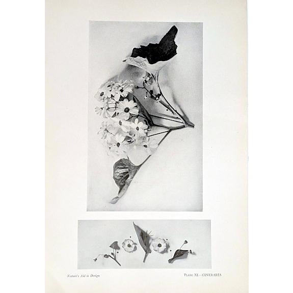 Set of 12 Antique Botanical Photogravure Plates From the First Edition of Nature's Aid to Design (1907) For Sale - Image 10 of 13