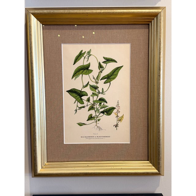 A Suite of Eight English Botanical Engravings, Late 19th Century For Sale - Image 6 of 13