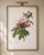 Peony by Pierre-Joseph Redouté, Vintage Botanical Art Print, 20" X 30" For Sale In Buffalo - Image 6 of 11