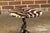 Zebra Skin Circular Top Side Tables with Horn Bases, Two Sold Each For Sale - Image 11 of 12
