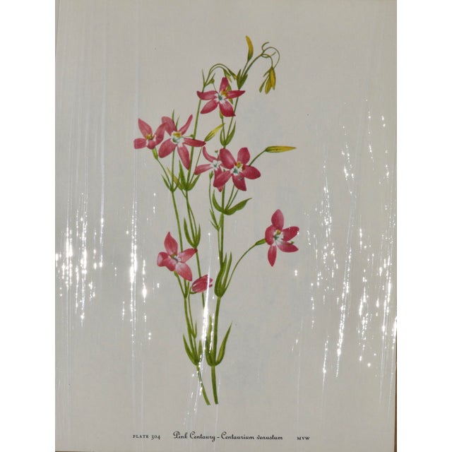 Set of 12 Vintage Botanical Prints Unframed For Sale In Cincinnati - Image 6 of 14