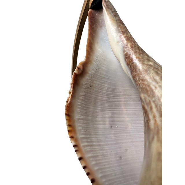 Vintage 7-Inch Horse Conch Shell on Rotating Armillary Specimen Stand For Sale - Image 4 of 6