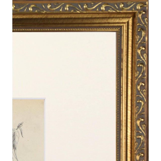 19th Century 19th Century English Hand Colored Owl Bird Engraving by Goldsmith For Sale - Image 5 of 5