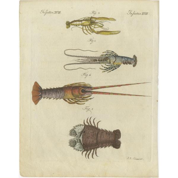 This original antique print shows the Slipper lobster, Scyllarides squammosus 1, homard lobster, Homarus gammarus 2, pitu...