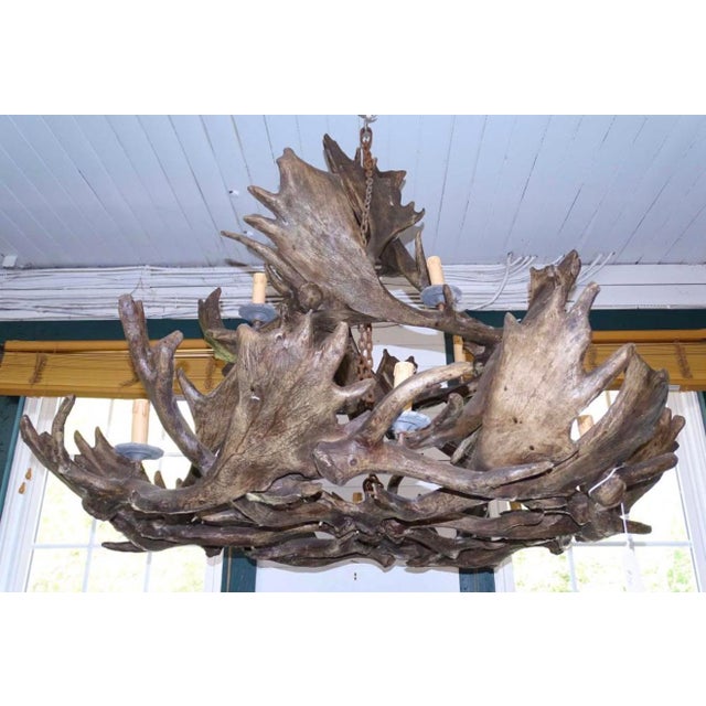 A very large composite moose Antler chandelier Perfect for the hunting lodge or country house