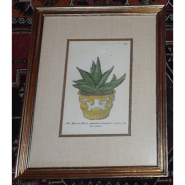 Antique 18th Century Johann Wilhelm Weinmann Folio Size Framed Hand Colored Mezzotints "Aloe Africana" - A Pair For Sale In Cincinnati - Image 6 of 9