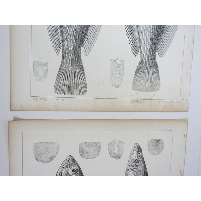 Mid 19th Century Us Pacifc Railroad Fish Lithograph Book Plate - A Pair For Sale - Image 4 of 7