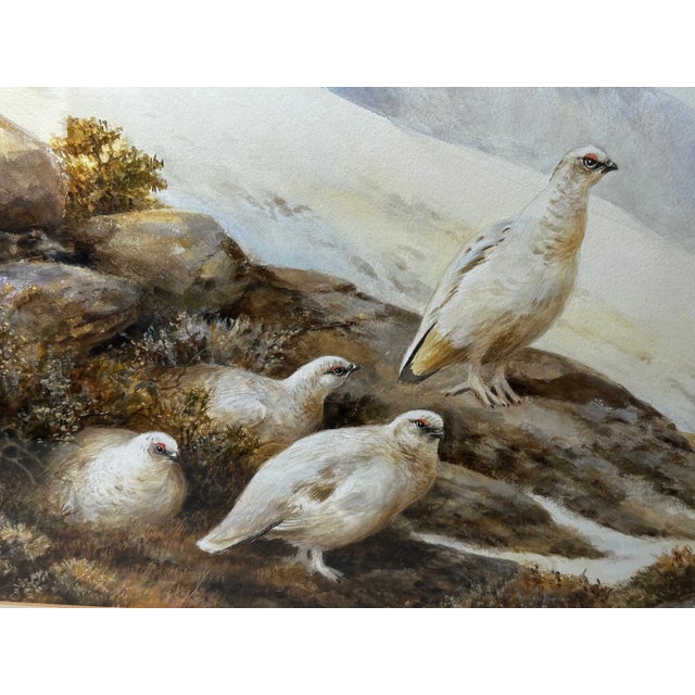 1 British Ornithology Watercolor Painting Wildlife Covey Of Ptarmigan Game Birds on Alert In Highland Moors By By Neil...