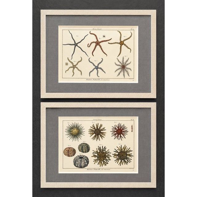 Illustration Starfish & Sea Urchins – Set of 2 Custom Framed – Antique Marine Life Engravings by Lamarck, Paris 1791 For Sale - Image 3 of 5