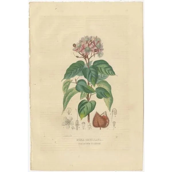 These exquisite engravings from the 'Dictionnaire Classique des Sciences Naturelles' epitomize the symbiosis of art and...