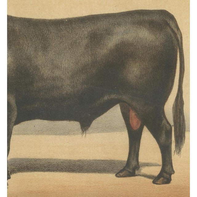 Olivier De Penne, Angus Bull, Scottish Cattle, 1863, Chromolithograph For Sale - Image 6 of 9