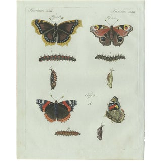 Bertuch, Peacock and Red Admiral Butterflies, 1800, Engraving For Sale