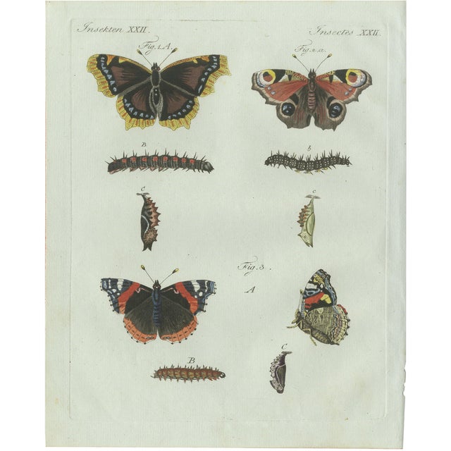 Bertuch, Peacock and Red Admiral Butterflies, 1800, Engraving For Sale