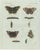Bertuch, Peacock and Red Admiral Butterflies, 1800, Engraving For Sale