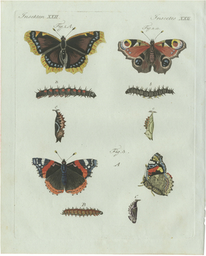 Bertuch, Peacock and Red Admiral Butterflies, 1800, Engraving