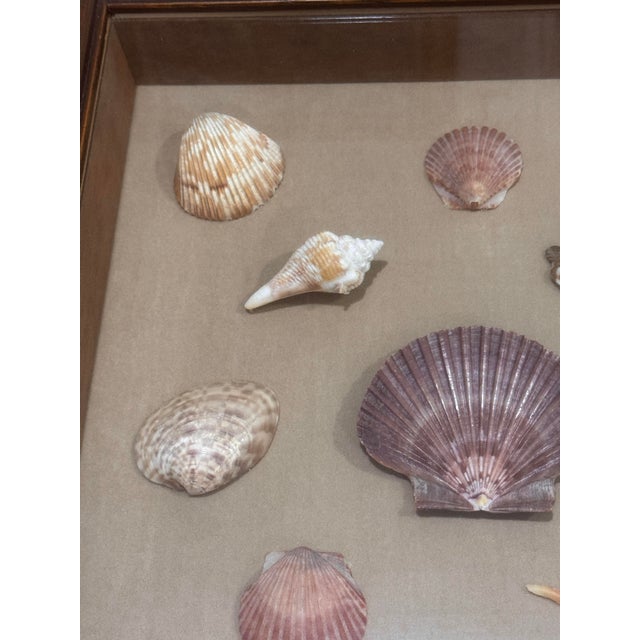 Vintage Framed Seashell Shadow Box For Sale - Image 9 of 12