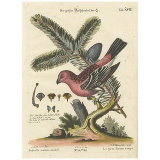 Johann Michael Seligmann, Great Red Finch, 1770, Hand-Colored Engraving For Sale