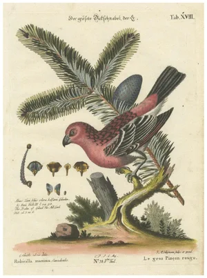 Johann Michael Seligmann, Great Red Finch, 1770, Hand-Colored Engraving