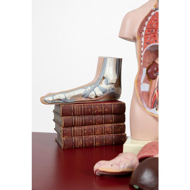 A detailed anatomical figure of a foot made by leading anatomical figure specialist, SOMSO. The model shows an accurate...