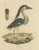 Goldfuss, Boat-Billed Heron, 1824, Paper For Sale - Image 5 of 5