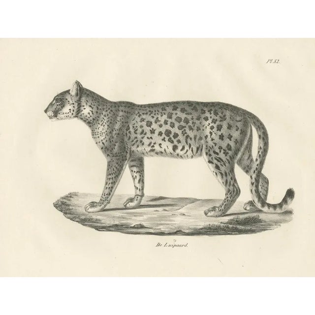 Mid 19th Century Leopard in Standing Pose, 1836, Lithograph For Sale - Image 5 of 10