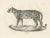 Mid 19th Century Leopard in Standing Pose, 1836, Lithograph For Sale - Image 5 of 10